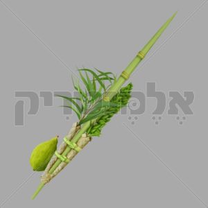 סט ד מינים