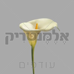 פרח