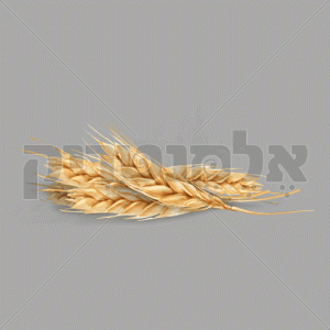 חיטה