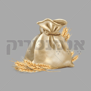 חיטה