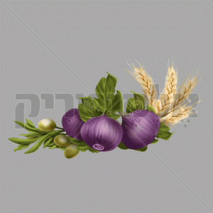 פירות