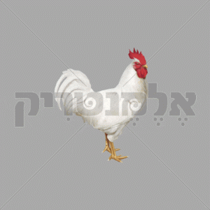 תרנגול