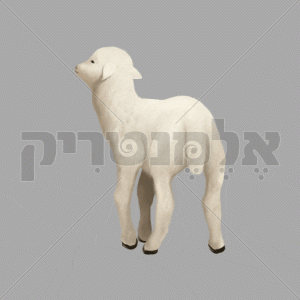 טלה