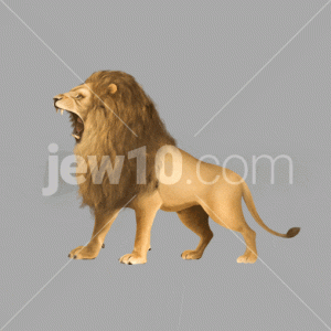 אריה