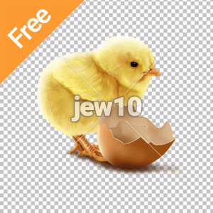 אפרוח