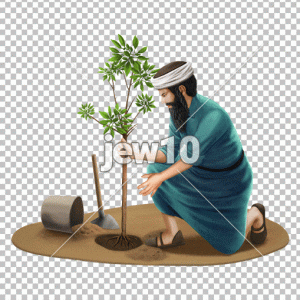נוטע