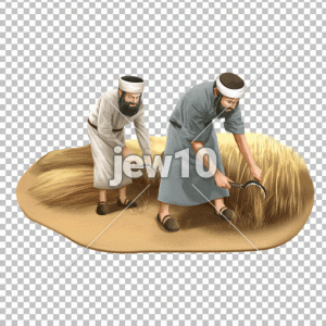 קציר
