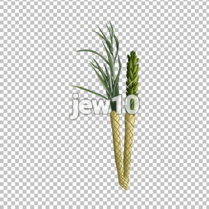 ארבעת המינים