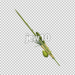 ד' מינים