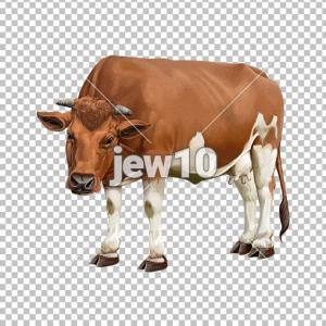 פרה