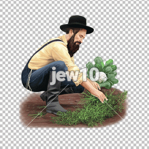 קוטף