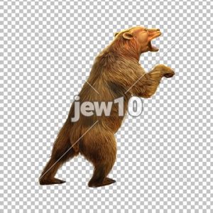דב