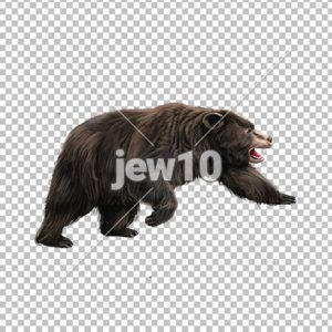 דב