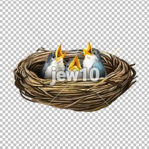 גוזלים בקן