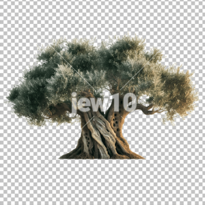 עץ זית