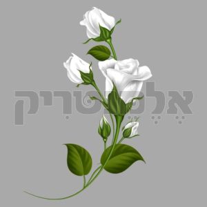 ורדים